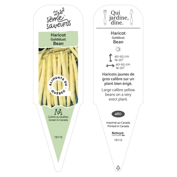 Plant d'Haricot Golddust