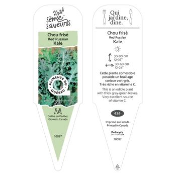 Plant de Chou frisé Red Russian
