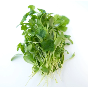 Micropousses de Coriande