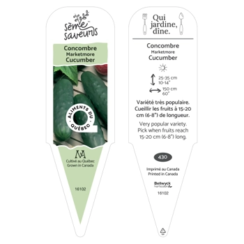 regular Cucumber plant