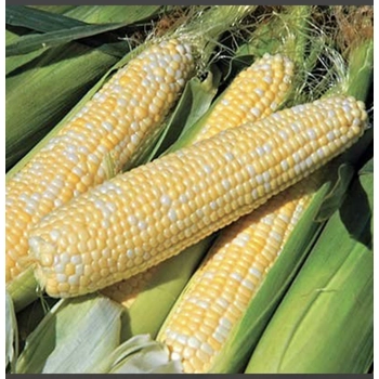 Maïs sucrée