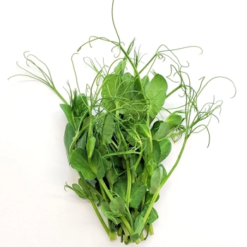 Micropousses de Pois