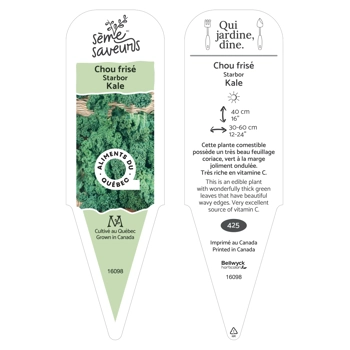 Plant de Chou frisé Starbor