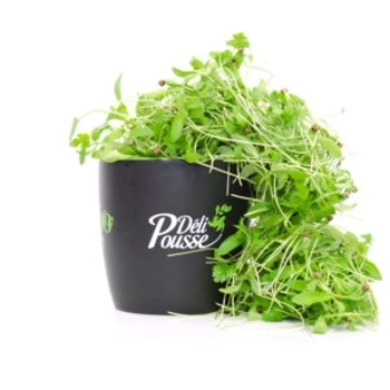 Pousse de Coriandre