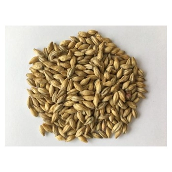 Orge malté - M3 (Brümalt RG)