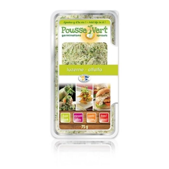 Pousse de Luzerne