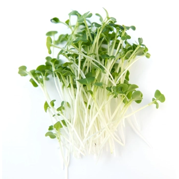 Mustard Tat Soi Microgreens