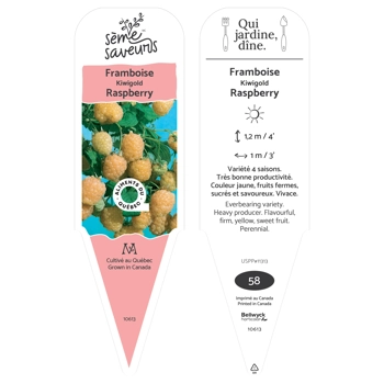 Plant de Framboise Kiwi Gold