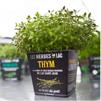 Plant de Thym
