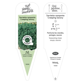 Creeping savory plant