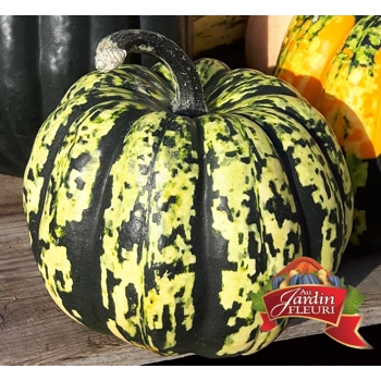 Courge coeur d'or (Heart Of Gold)