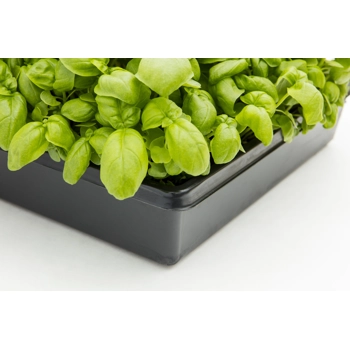 Basilic Génois Vivant