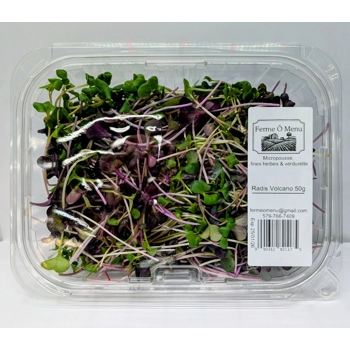 Micropousses de radis volcano