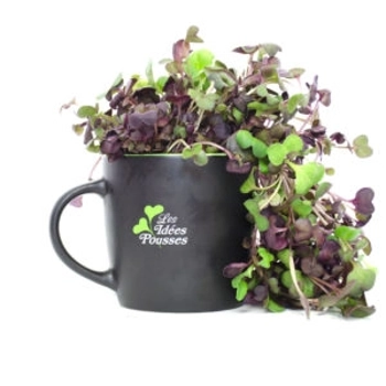 Pousse de Radis Rouge