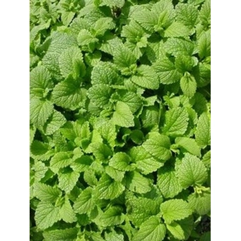 Lemon Balm