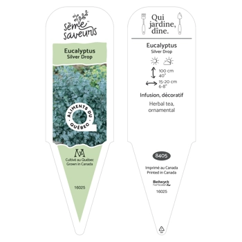 Plant de Eucalypsus Silver Drop.