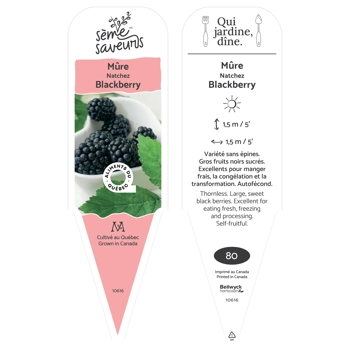 Plant de Mûre Natchez