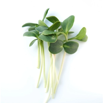 Miropousses de Tournesol