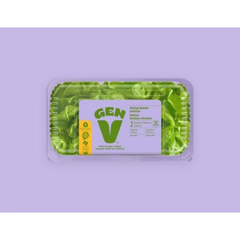 Laitue Boston vivante - 2 laitues