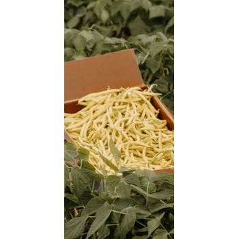 Haricots Jaune