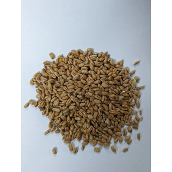 Organic malted wheat