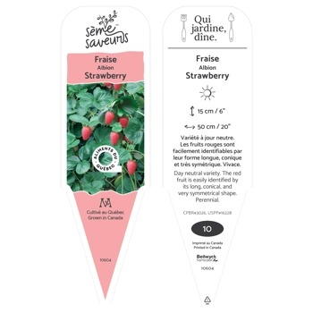 Plant Fraises Albion