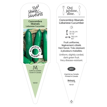 Plant de Concombre libanais