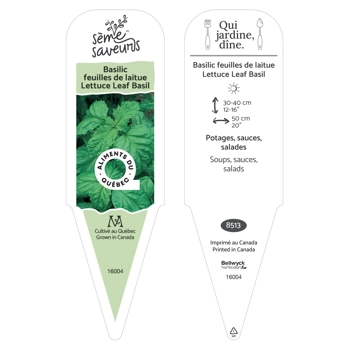 Lettuce Leaf Basil plant