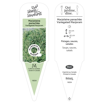 Variegated marjoram plant