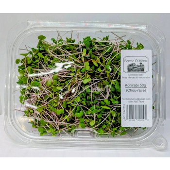 Micropousses de Kohlrabi (chou-rave)