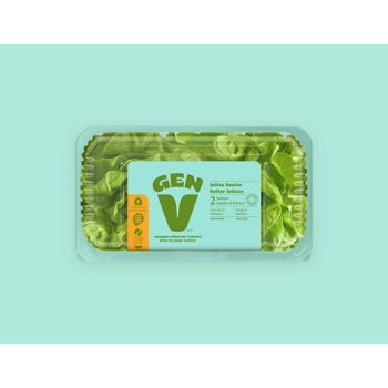 Laitue boston - 2 laitues