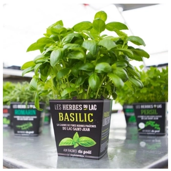 Plant de basilic