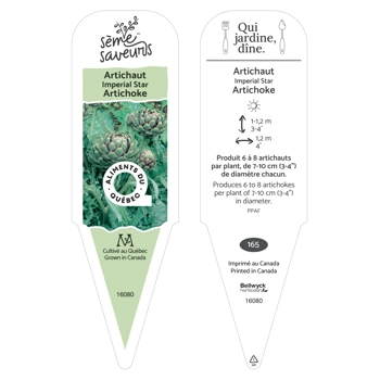 Plant d'Artichaut Imperial Star