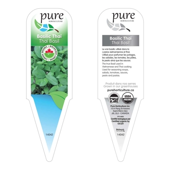 BASILIC THAI BIOLOGIQUE EN POT