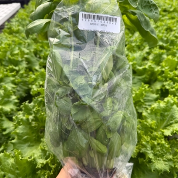 Living basil