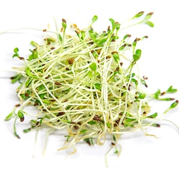 Micropousses de Luzerne