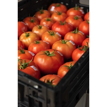 Tomates de serre rouges