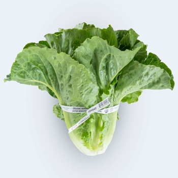 Laitue romaine biologique