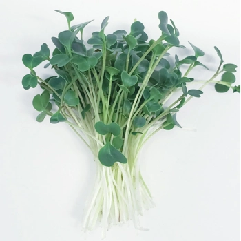 Micropousses de Chou Frisé