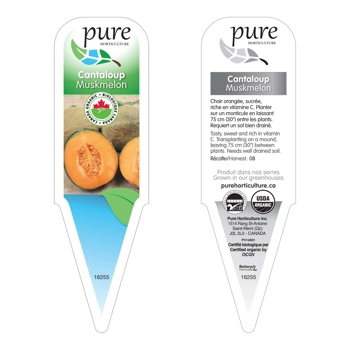 CANTALOUP BIOLOGIQUE EN POT