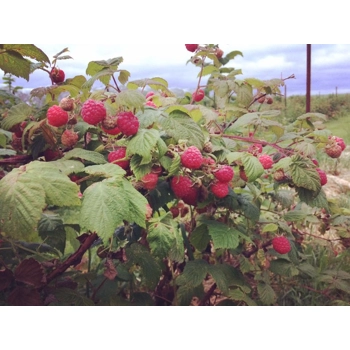 Framboises des champs