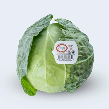 Chou vert biologique