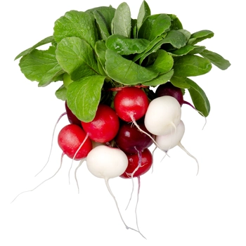 Radis 3 couleurs - Bouquet