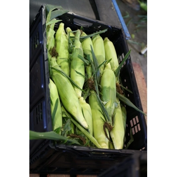 RPC Maïs Sucré 48ct