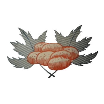 Pomme de terre blanche