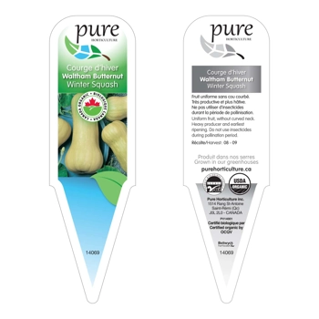 COURGE BUTTERNUT BIOLOGIQUE EN POT