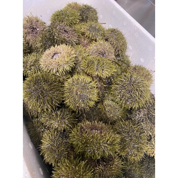 Oursins Vivants de Rimouski