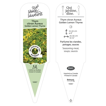 Aurea Lemon Thyme plant