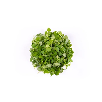Micro Basilic Vert