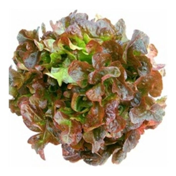 Laitue feuille rouge ou verte